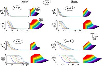 Bound Ca2+ moves faster and farther from single open channels than free Ca2+